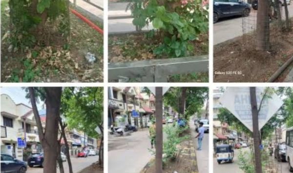 Project Punarjivan Mahabhiyan: 2302 tree guards and 571 concrete fences removed in Raipur