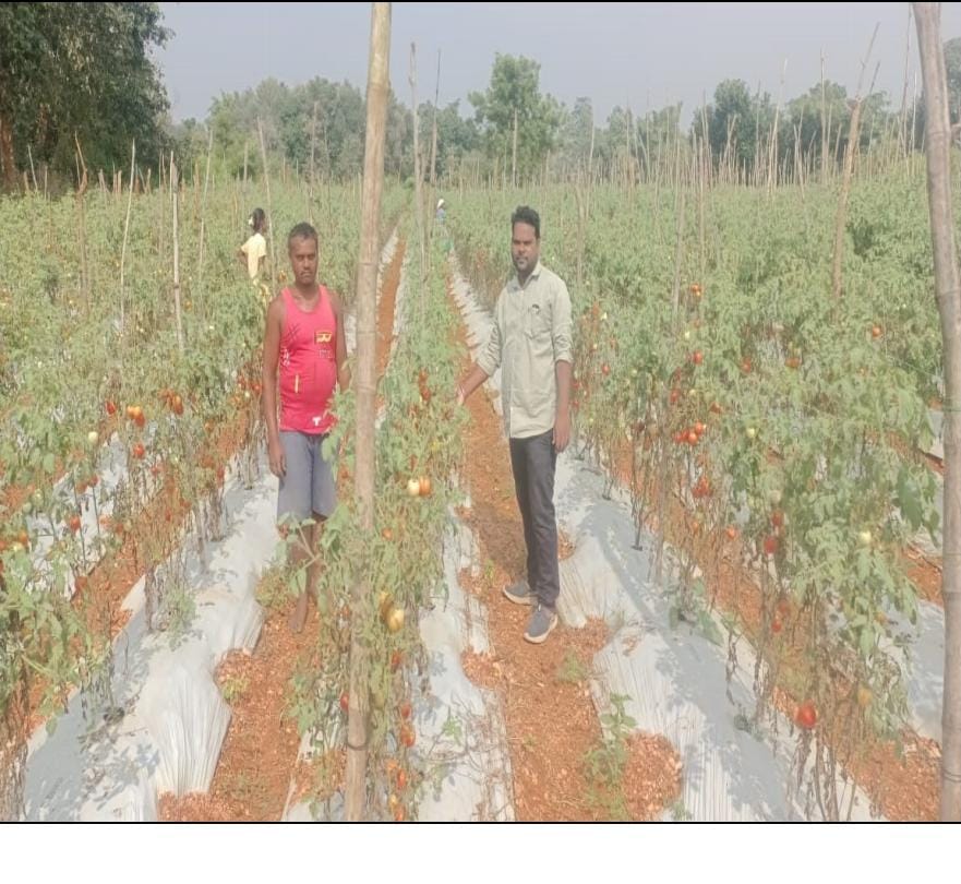 Farmers of the district are being benefited from the National Horticulture Mission Scheme: Rahul Bhagat is cultivating grafted tomatoes by adopting advanced technology, earns a profit of up to 2 lakhs from a good crop
