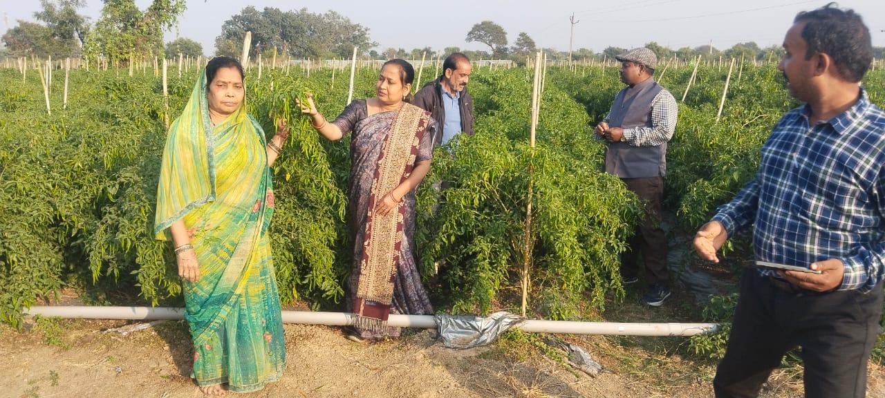 Drip technology has changed the picture of farming: Farmer Mukesh Chaudhary earns lakhs of rupees annually from paddy-chilli crop.