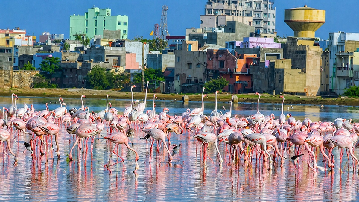 Mann Ki Baat: PM Modi admires Kutch's 'Flamingo City', calls the birds 'Lakha ji's wedding guests'