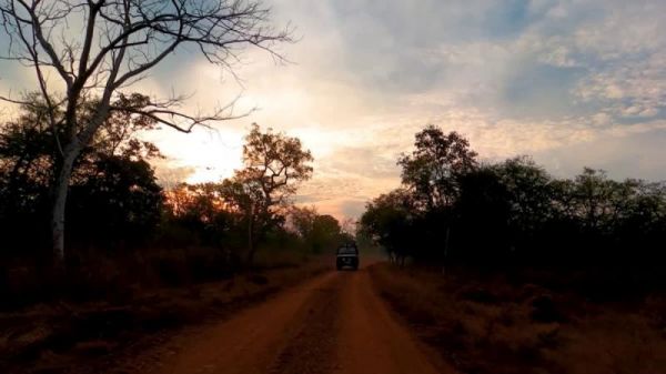 New Year tourism craze: Madhya Pradesh's tiger reserves are houseful, availability in only two reserves