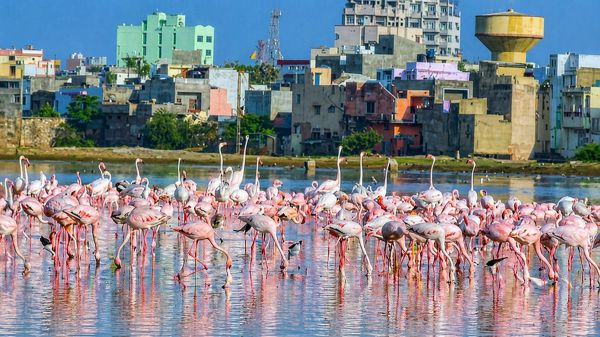 Mann Ki Baat: PM Modi admires Kutch's 'Flamingo City', calls the birds 'Lakha ji's wedding guests'