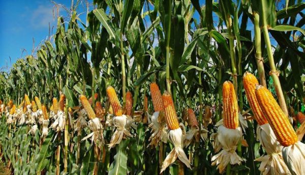 National Food Security Mission Boosts Farmer&rsquo;s Prospects Through Improved Maize Cultivation :&nbsp;Government Support, Quality Seeds and Scientific Farming Give Surguja Farmer Shubham Dubey New Hope for Higher Income